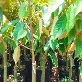 Sầu Riêng RI6