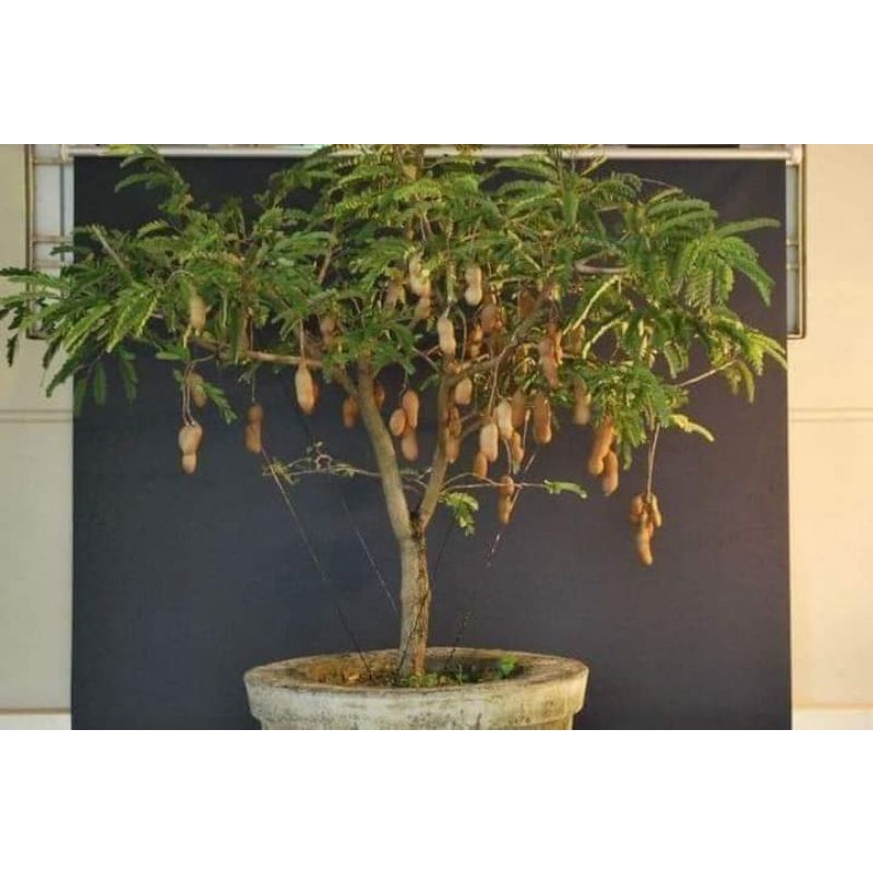 CÂY GIỐNG ME THÁI TRỒNG CHẬU SIÊU SỚM