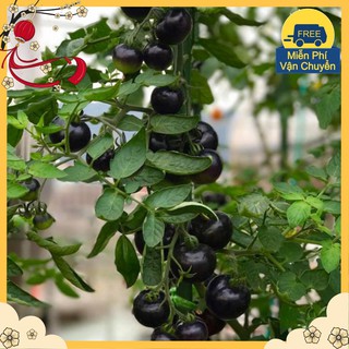 Hạt giống Cà chua đen F1