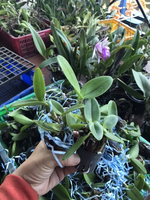 Hoa lan catt tú cầu đỏ size cây giống