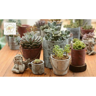 Chậu xi măng cổ điển dạng cốc