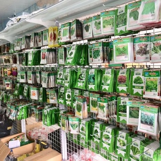 (Mã NSF02P125 giảm 25K) Ớt Hiểm hạt giống