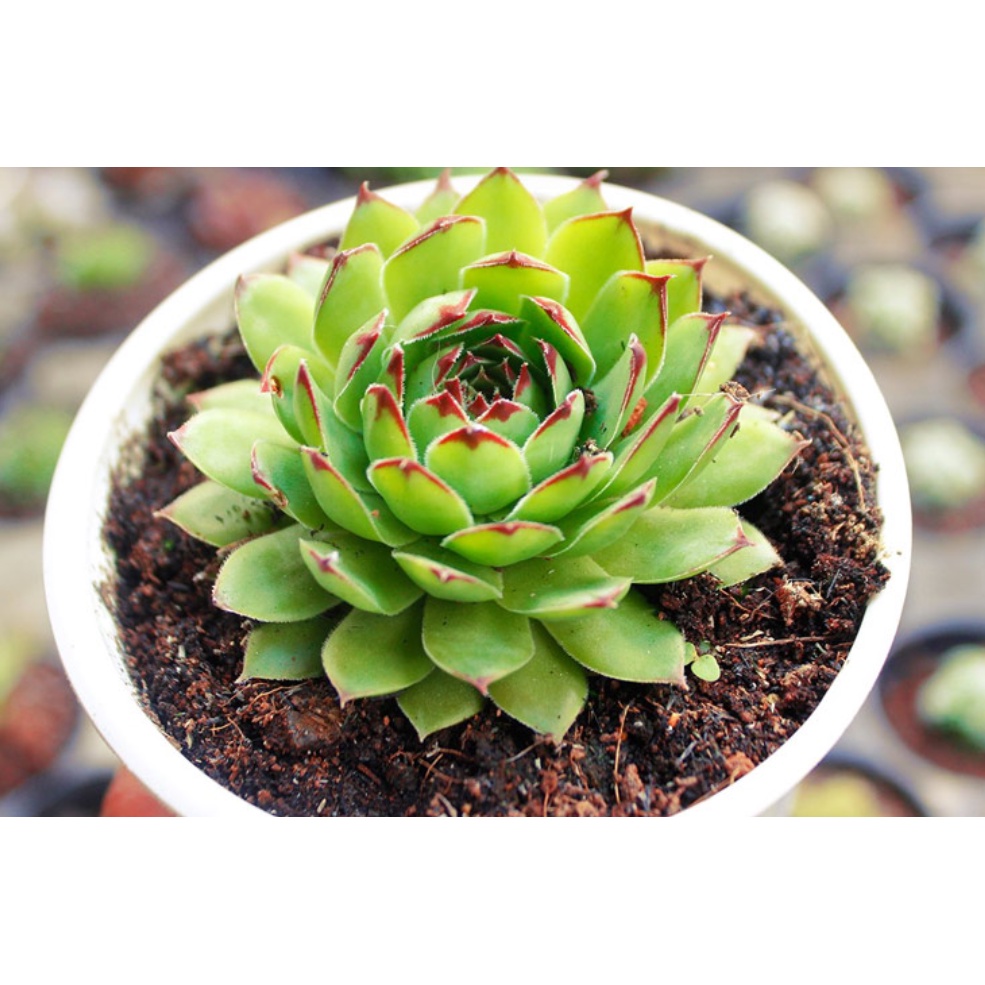 Sen đá Phật Bà - Đà Lạt - Lỗi 1 đổi 1