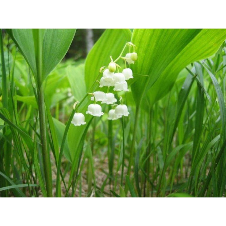 10 Hạt Giống hoa linh lan - loài hoa thơm nhất thế giới CÓ CỦ LINH LAN CHUẨN GIỐNG