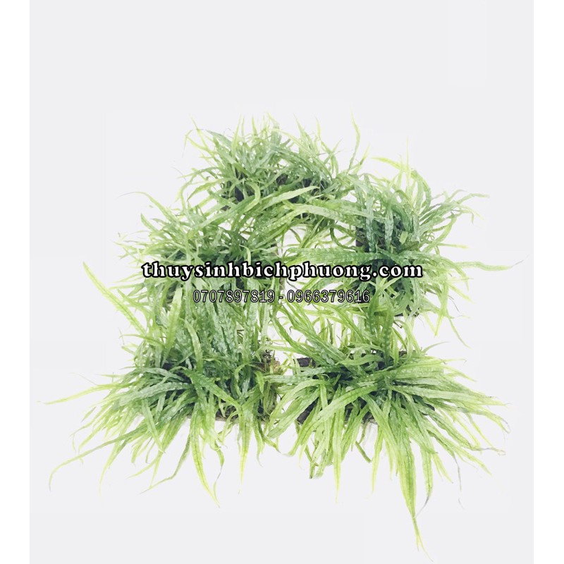1 CỤM DƯƠNG XỈ LÁ KIM SIÊU DÀY SIÊU ĐẸP KÈM GIÁ THỂ GỖ | DƯƠNG XỈ LÂU PHÁT TRIỂN SƯU TẦM CHUYÊN CHO HỒ NATURAL THUỶ SINH
