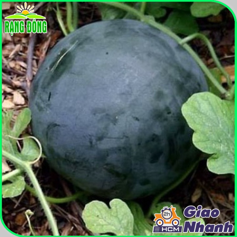 Hạt giống Dưa Hấu Trái Tròn nặng 8-10 Kg, ruột đỏ, trồng quanh năm (gói 0,5 gr) - Hạt giống Rạng Đông