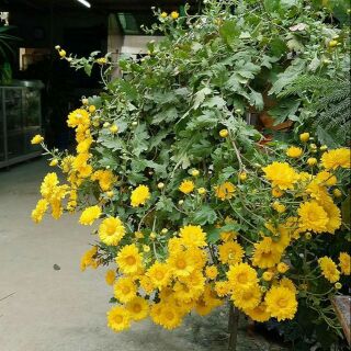 10 Cây giống hoa cúc rủ bông to