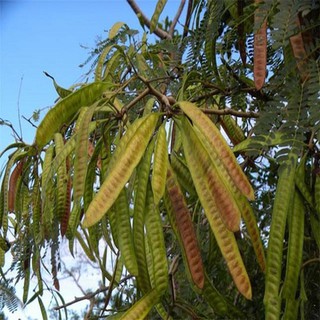 cây giống bồ kết