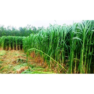 Hạt Giống Cỏ Voi Lai- Gói 200g Lá Mềm Không Lông