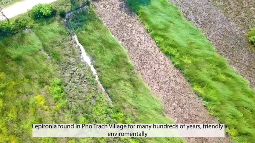 Túi cỏ bàng MARIES Basic