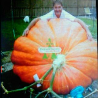 Hạt giống bí ngô khổng lồ 500kg bán theo hạt/55k