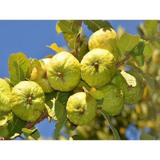 Cây ổi nữ hoàng 25K