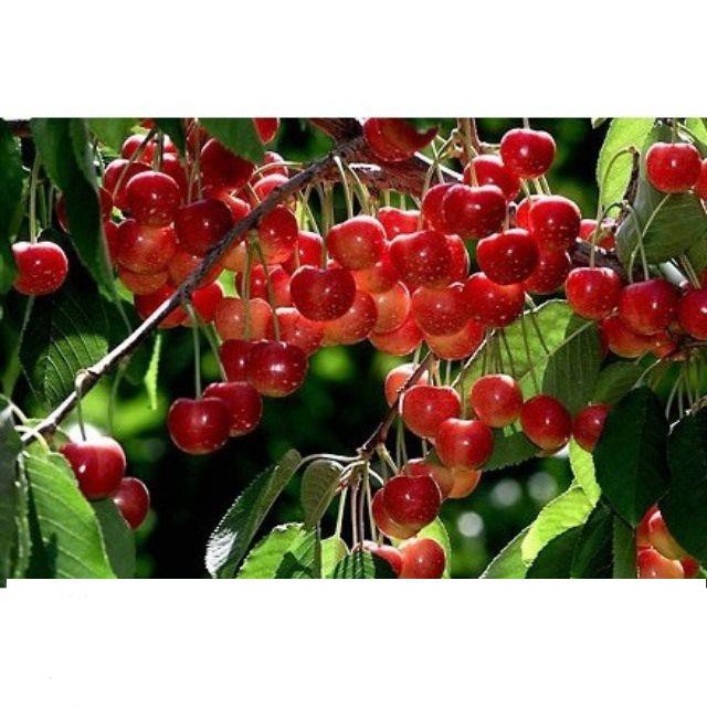 Hạt giống Quả Anh Đào (Cherry) 5 Hạt/ Gói KHUYẾN MẠI SHOP MỚI HẠ GIÁ SỈ NoBrand