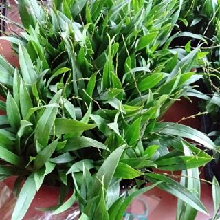 Vũ nữ hồng lâu mộng