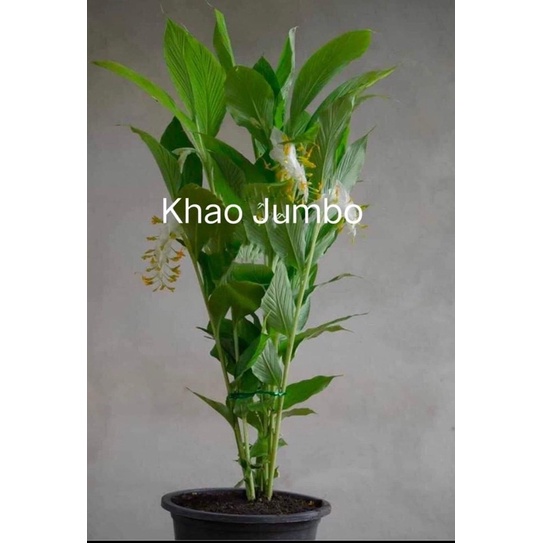 Củ nghệ globa Chơi Tết