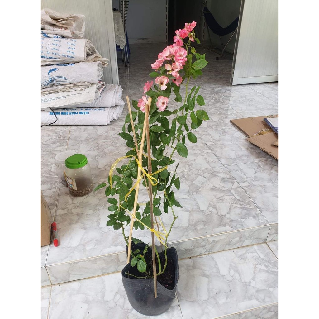 Hồng Leo Ngoại Angela