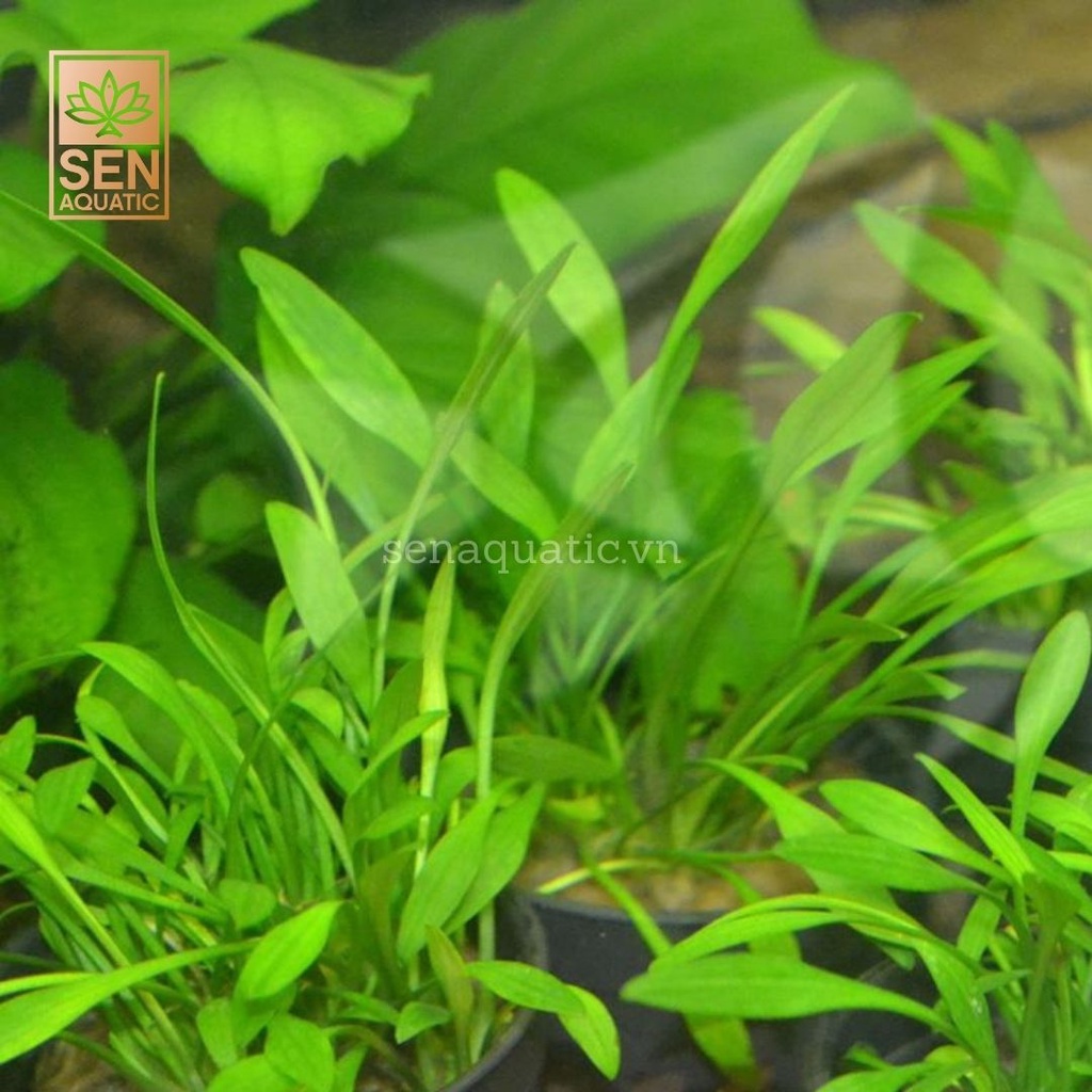 Cây Tiêu Thảo Mũi Tên Xanh