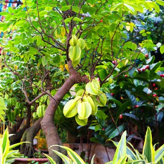 Hạt giống khế chua - 1 gói 5 hạt