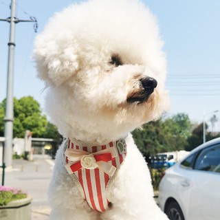 dây xích cho chó Pomeranian Teddy cung cấp mèo, con, đeo, vòng cổ và buộc cỡ nhỏ vừa