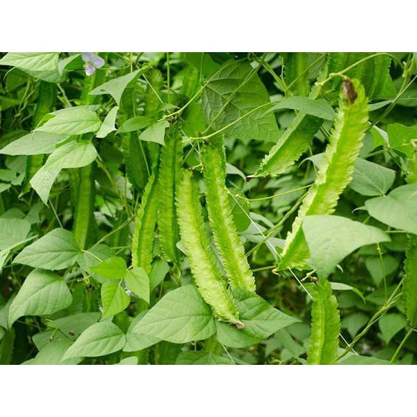 20g Hạt Giống Đậu Rồng Cao Sản Giòn, Ngọt