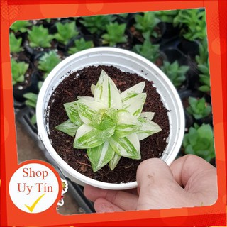 sen đá vary trung🍏 |FREESHIP| 🔥 XỨ NÓNG, ĐÃ THUẦN KHÍ HẬU, KHOẺ ĐẸP 🍏 LỖI 1 ĐỔI 1