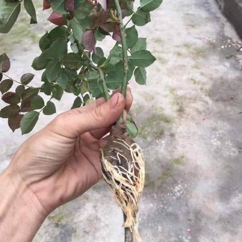 Siêu ra rễ-bật mầm chồi- giâm chiết- cành liền sẹo