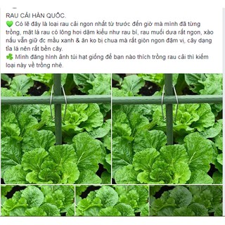 Hạt giống cải xanh Hàn Quốc ngon nhất trong mọi loại rau xanh - tỷ lệ nảy mầm 95%