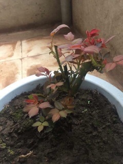 Gốc hồng rễ trần