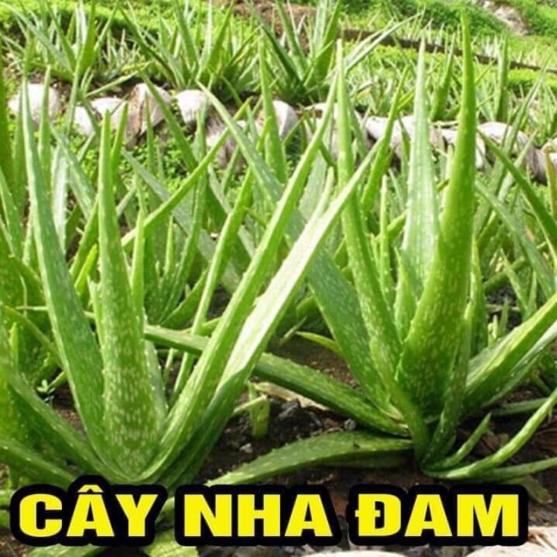Cây giống nha đam lô hội mua 5 cây tặng thêm 1 cây
