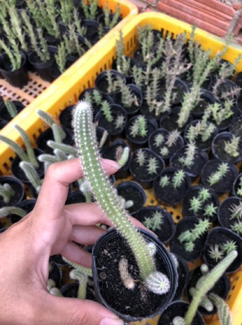 Chamacereus silvestrii