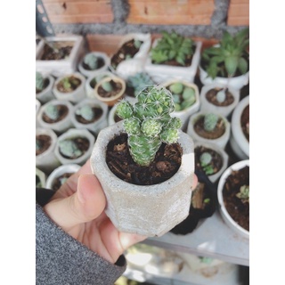 XƯƠNG RỒNG TRỨNG CHIM