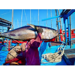 cá ngừ phi lê