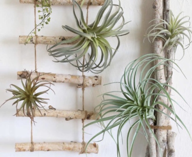 Cây không khí Tillandsia Houston (Hồng hạnh)