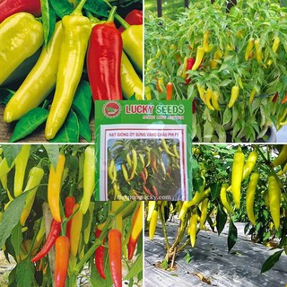 Gói 30 hạt giống ớt sừng vàng Châu Phi F1 cao sản xuất xứ Thái Lan