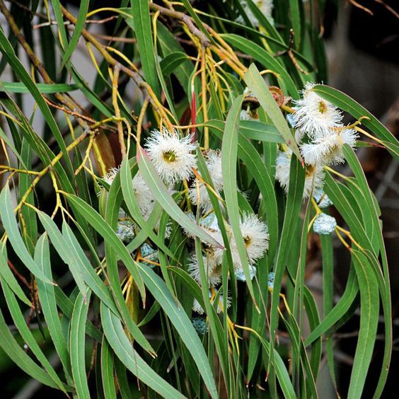 Tinh dầu KHUYNH DIỆP- Eucalyptus essential oil