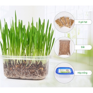 BỘ KIT TRỒNG CỎ CHO MÈO - HẠT LÚA MẠCH