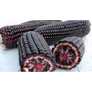 Hạt giống ngô đen gói 30 hạt