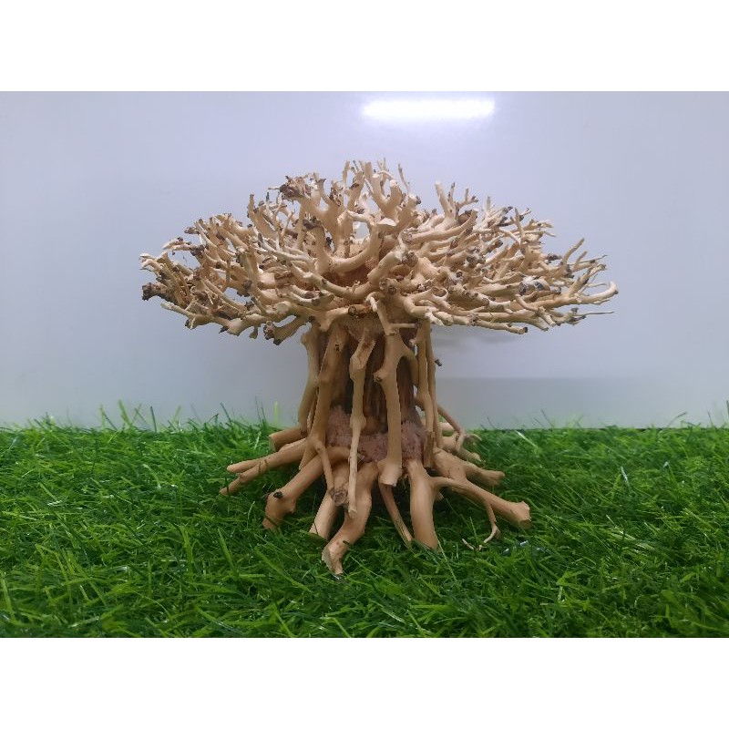 Lũa nấm bonsai cấy rêu hồ cá