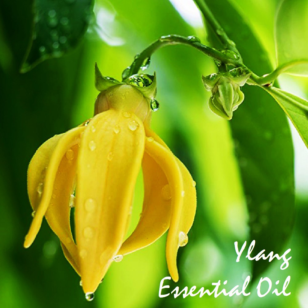 Tinh dầu Ngọc Lan Tây Ylang Ylang Essential Oil (Complete và III)