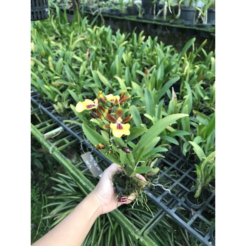 Vũ Nữ Vàng Tiên Cây Giống