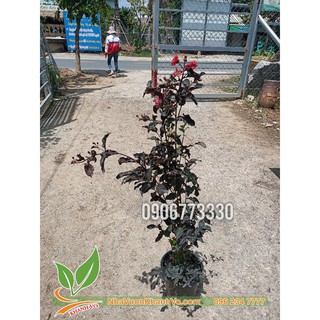 Hoa tường vi giống 3 tháng cho bông
