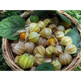  Hạt Giống Cây Thù Lù Nam Mỹ( Cây anh đào đất ) - 50 hạt