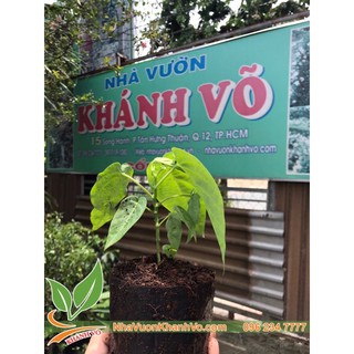 CHANH LEO NGỌT COLOMBIA
