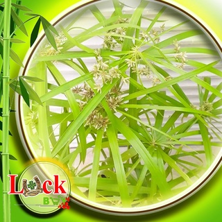 Cây Thủy Trúc hấp thu chất ô nhiễm