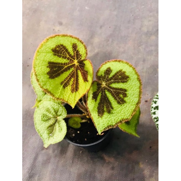 Chậu cứng Begonia Masosiana