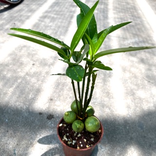 CÂY TÀI LỘC NGŨ QUẢ - TẶNG CHẬU ĐỂ BÀN