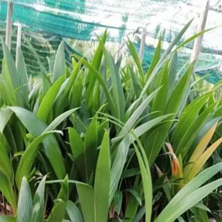 Cây Dừa xiêm dây
