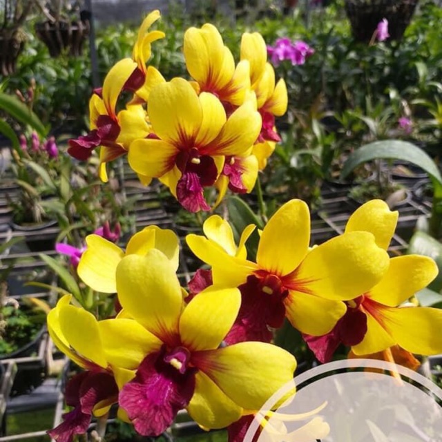 Giống Hoa