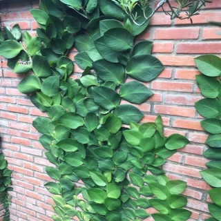Cây tắc kè leo tường
