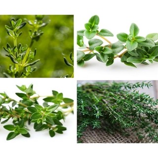 HẠT GIỐNG CỎ XẠ HƯƠNG